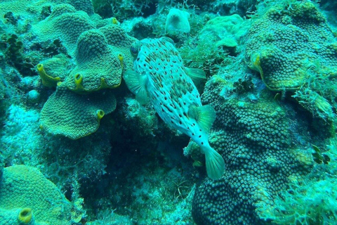 Private: Punta Cana Coral Reef Scuba Experience