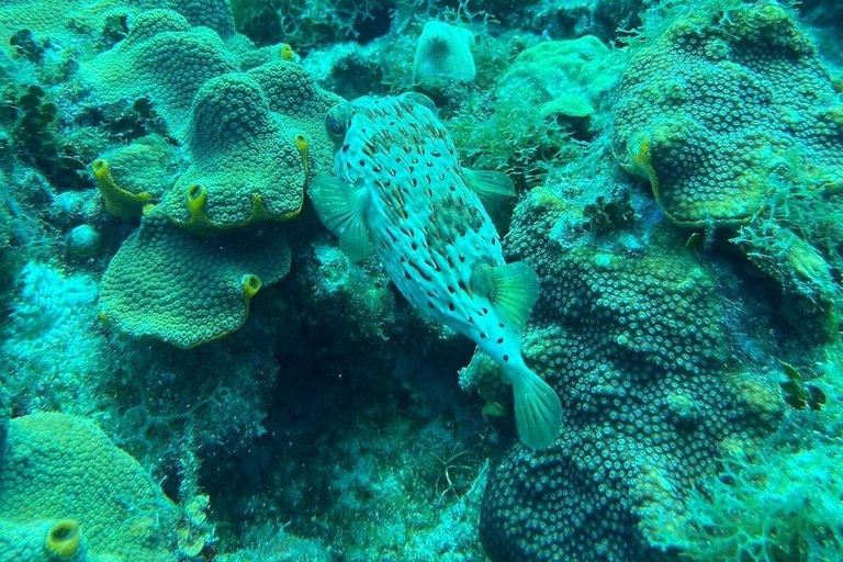 Private: Punta Cana Coral Reef Scuba Experience