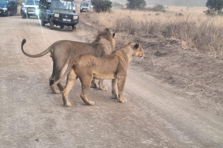 tôt le matin, safari dans le parc national de Nairobi