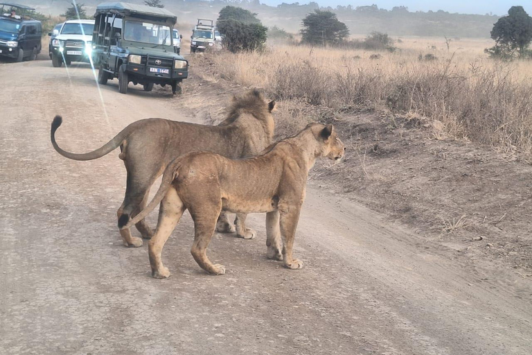 tôt le matin, safari dans le parc national de Nairobi