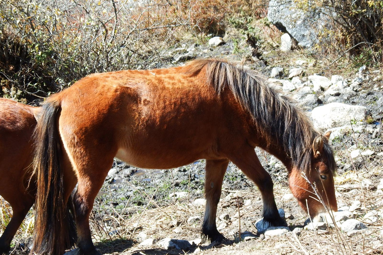 From Kathmandu: Langtang Valley Trek with Accommodation Langtang Trek