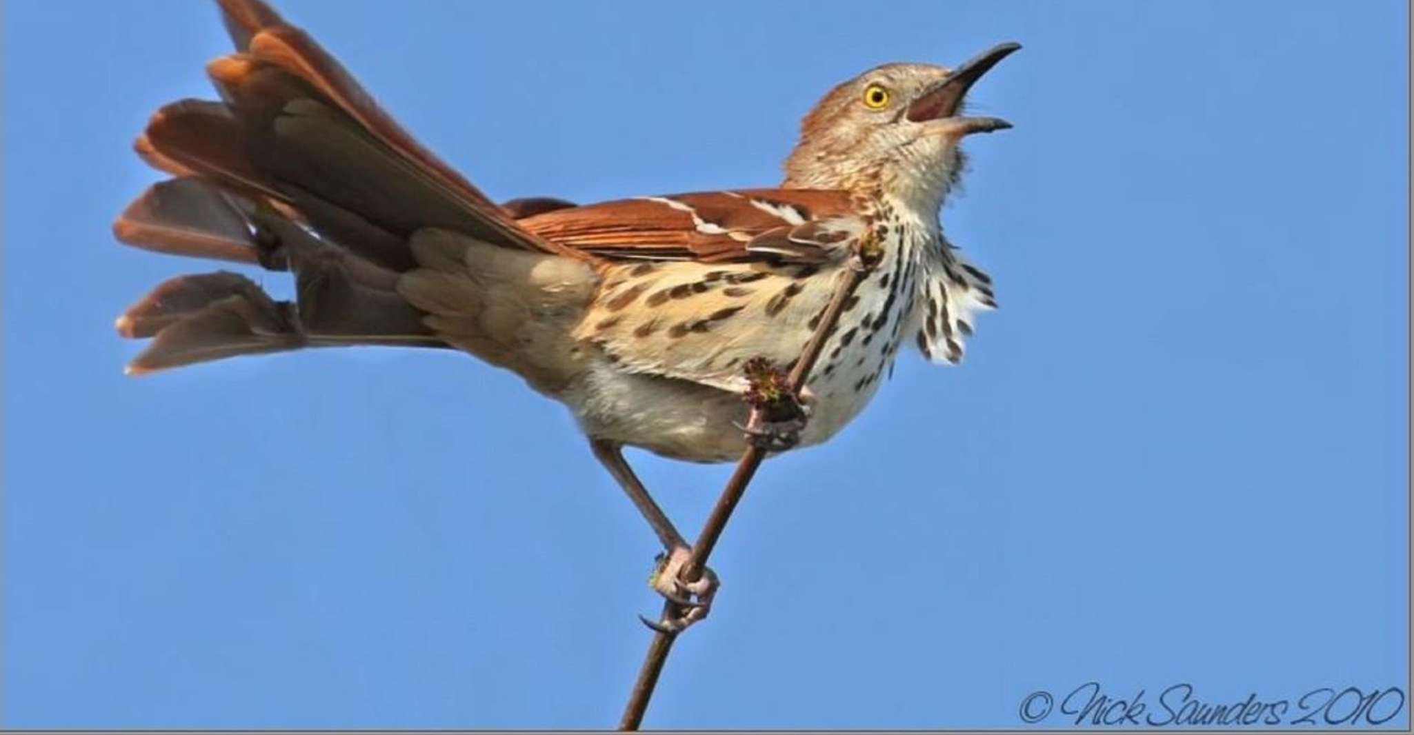 Saskatoon, Donna Birkmaier Park Birding and Walking Tour - Housity