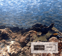 Moalboal, Buceo con la Sardina y Tortugas Marinas - Hizvo