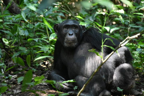 4 Day Primates Trekking in Rwanda