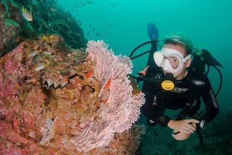 Salalah: Scuba Diving Discover Oman’s hidden underwater gems