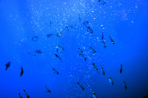 Larnaca: Yellow Semi-Submarine Zenobia Shipwreck Cruise