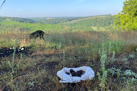 Sofia: Culinary Adventure To The Fungi And Botanical Kingdom