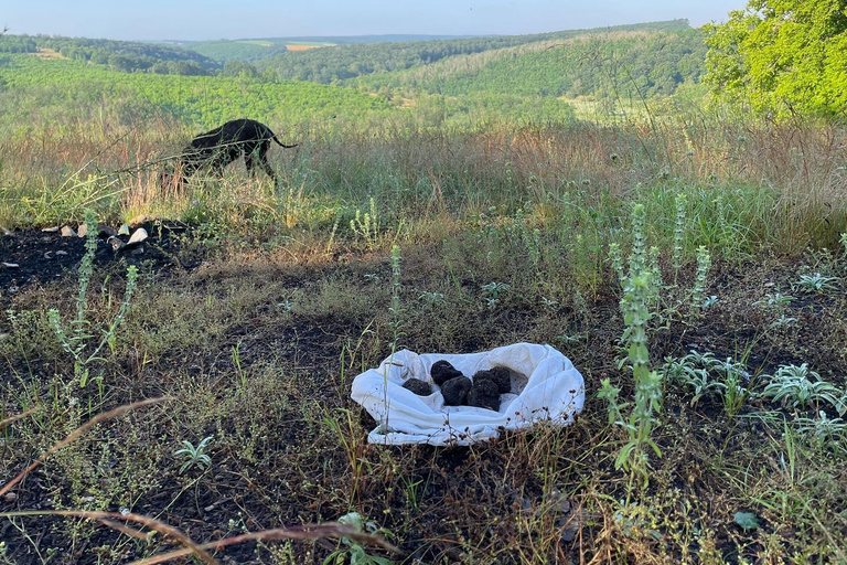 Sofia: Culinary Adventure To The Fungi And Botanical Kingdom