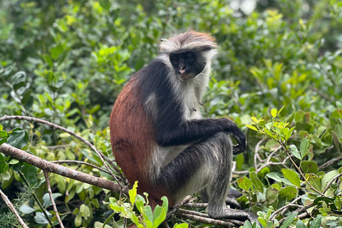 Zanzibar: Stone Town, fattoria delle spezie e tour della foresta di Jozani