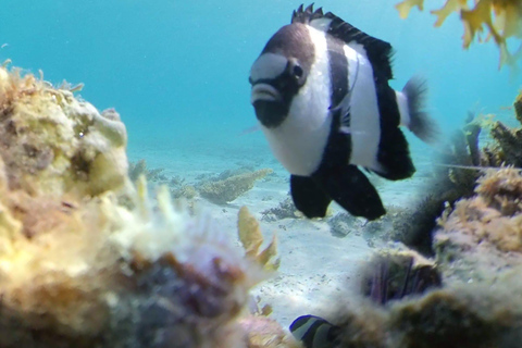 Mauritius: Seas the Day Lagoon Discovery Boat