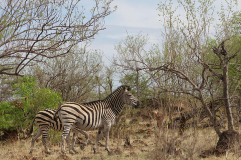 Victoria Falls: Safari game drive tour 3 hours