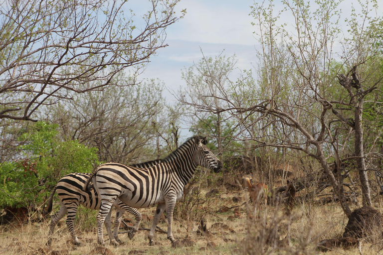 Victoria Falls: Safari game drive tour 3 hours