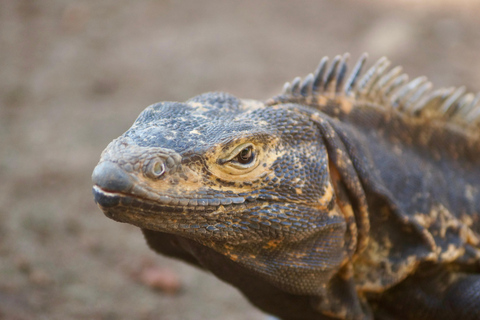 Isla Iguana Full Day Tour