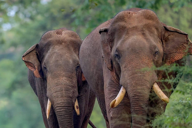 From Colombo/Negombo: Yala National Park 4x4 Jeep Safari …