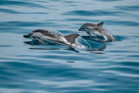 North Bali : Lovina Dolphins and Ulun Danu Temple