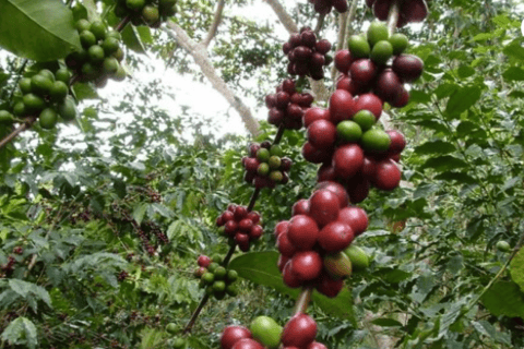 San Cristobal: Kaffeetour in den Bergen von Chiapas