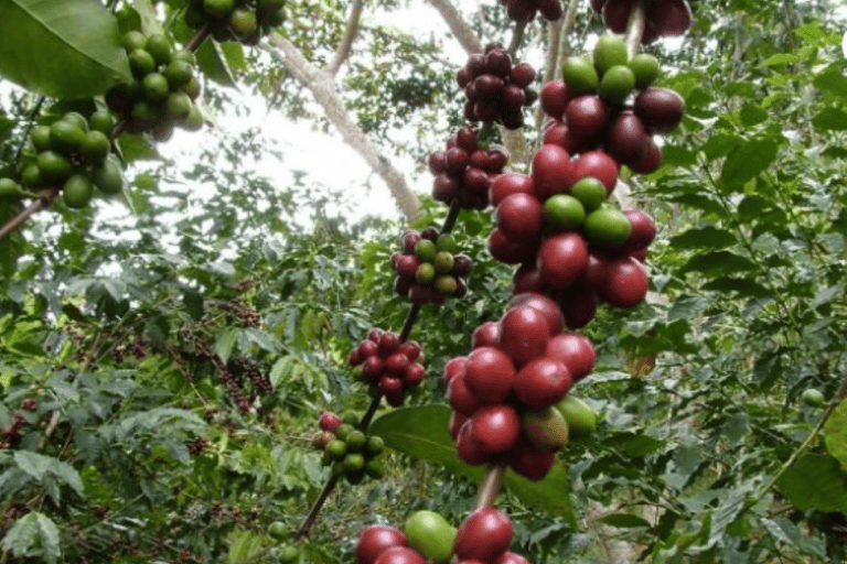 San Cristóbal: Tour del Café en las Montañas de Chiapas