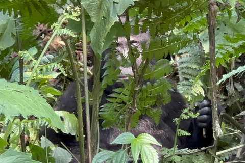 Passeio de 3 dias ao Gorila Mgahinga Gorilla NP Uganda via Ruanda