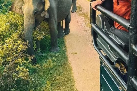 2-Day Galle to Sigiriya Tour with Minneriya Safari