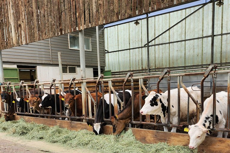 Seasonal Fruit Picking & Dream Cattle Farm Day Tour Hongik Univ. station, exit 9