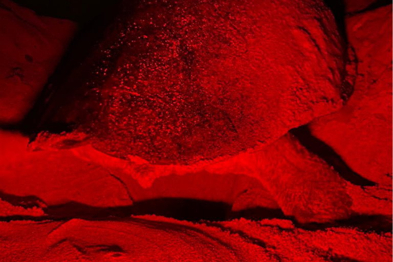 Sal Island Turtle Watch Tour w naturalnym środowisku