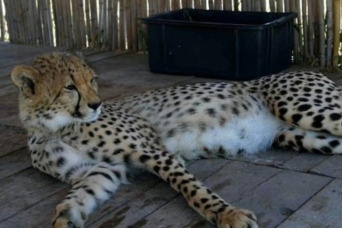 Kaapstad: Cheetah opvangcentrum voor grote katten en wijnproeverij