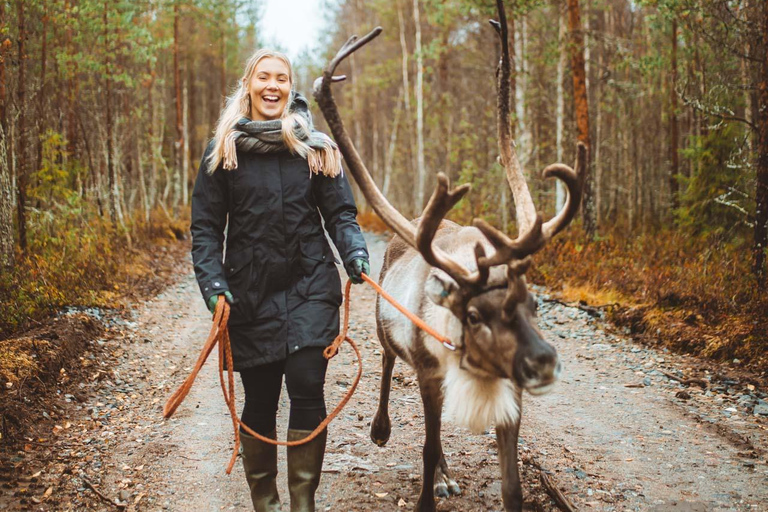 Rovaniemi: Caminhada com renas