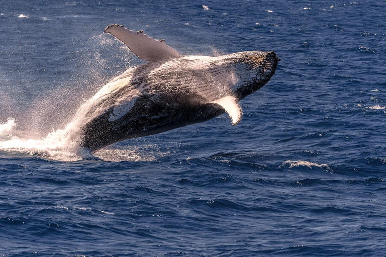 Cairns: Fitzroy Island and Humpback Whale Watching Tour 8:30 Departure
