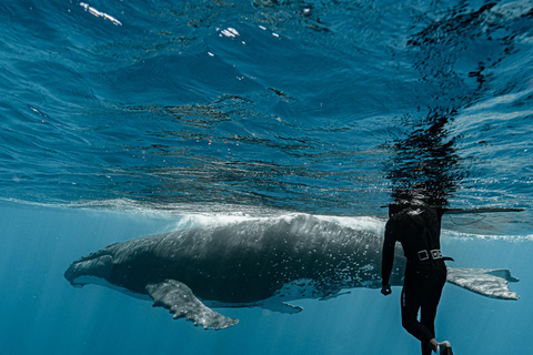 Moorea Shared Boat Tour Whale Swimming and Snorkeling Moorea 4H Shared Boat Tour Whale Swimming and Snorkeling