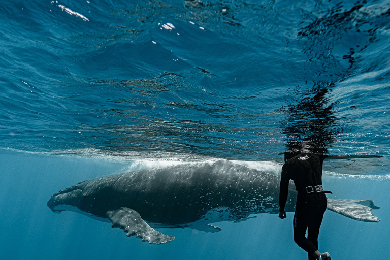 Moorea Shared Boat Tour Whale Swimming and Snorkeling Moorea 4H Shared Boat Tour Whale Swimming and Snorkeling