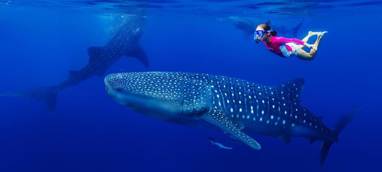 Malediven: Schwimmen mit den Riesen – mehrtägiges Inselhüpfen