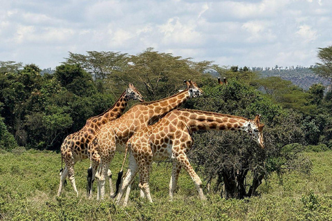 Nairobi: Lake Nakuru National Park and Lake Naivasha Tour