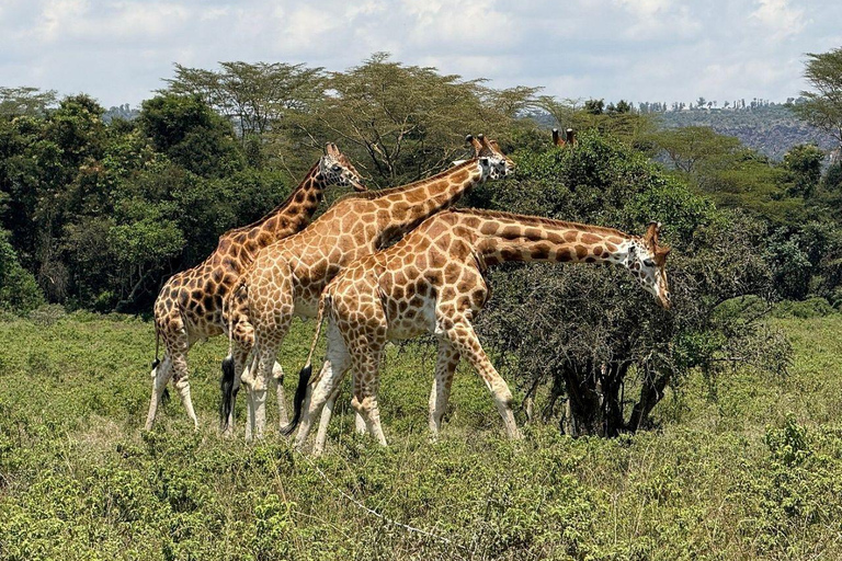 Nairobi: Lake Nakuru National Park and Lake Naivasha Tour