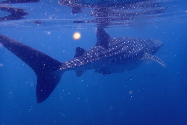 Viaje de buceo a las islas DimaniyatBuceo en las islas Dimaniyat