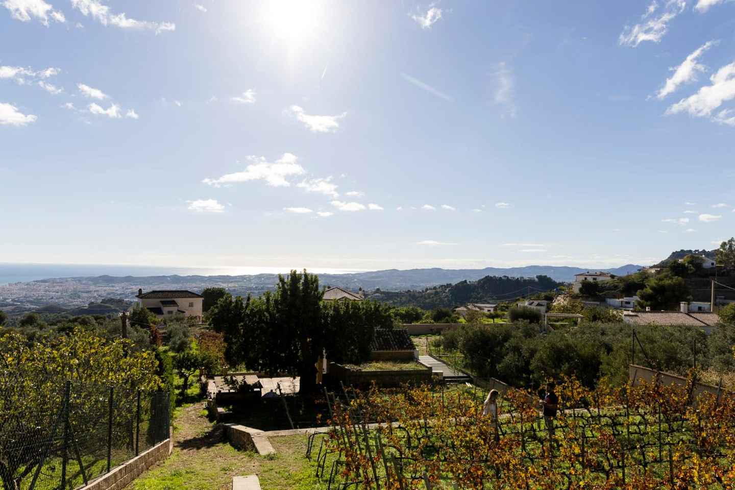 말라가: 와인과 타파스의 포도밭과 셀러 투어