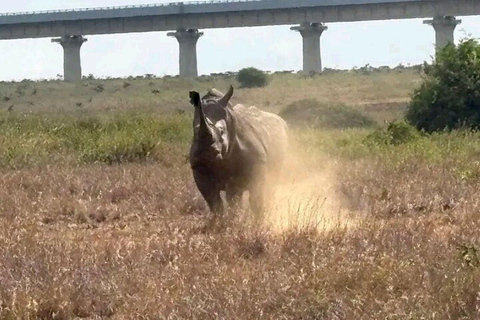Nairobi National Park: Early Morning or afternoon adventure Early morning game drive in a Landcruiser JEEP