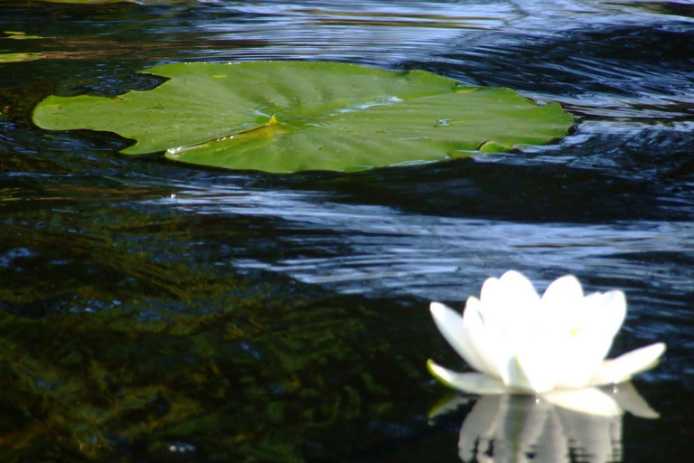 Från Bukarest: Dagsutflykt till Donaudeltat