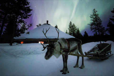 Saariselkä: Tour dell'aurora boreale e delle slitte trainate da renne