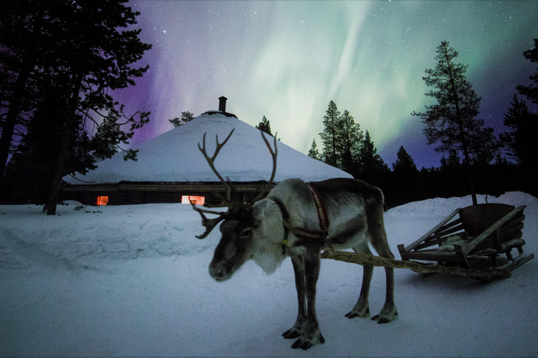 Saariselkä: Tour dell'aurora boreale e delle slitte trainate da renne