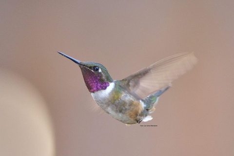 São Paulo: Monte Alegre do Sul Birdwatching Day Trip