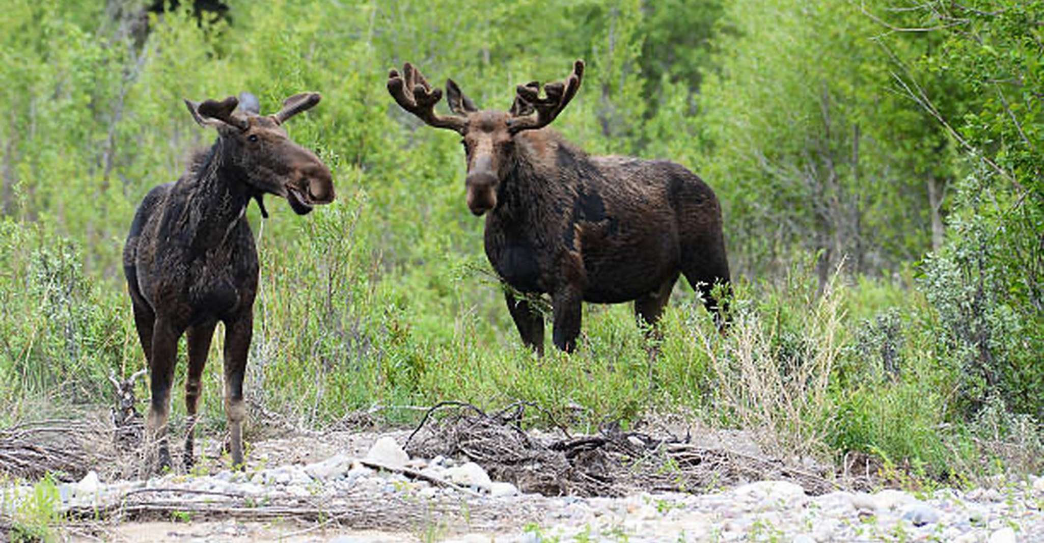 Jackson Hole, Snake River Scenic Float Tour with Chairs - Housity