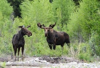 Jackson Hole, Snake River Scenic Float Tour with Chairs - Housity
