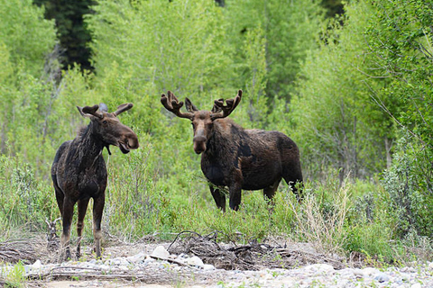Jackson Hole: Snake River Scenic Float Tour with Chairs