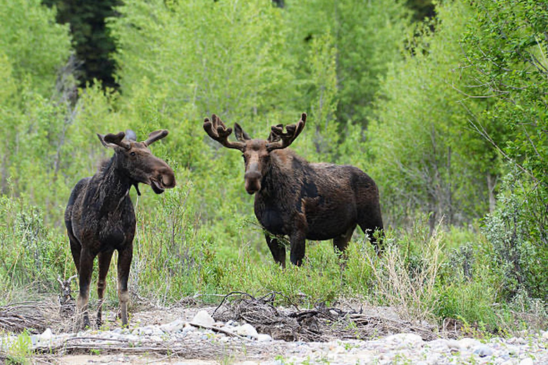 Jackson Hole: Snake River Scenic Float Tour with Chairs