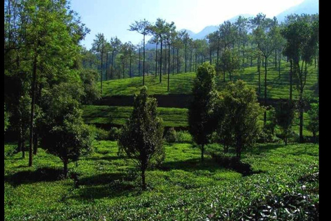 Klein Munnar: Vagamon Serene Teegärten, Wiesen und Wälder