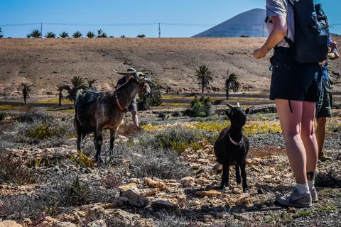 Fuerteventura: Guided Trekking Tour with Island Goats