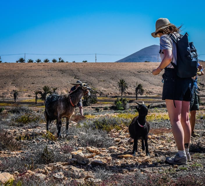 Un visitante con sombrero de paja y mochila está junto a dos cabras sobre suelo pedregoso, con un cono volcánico detrás