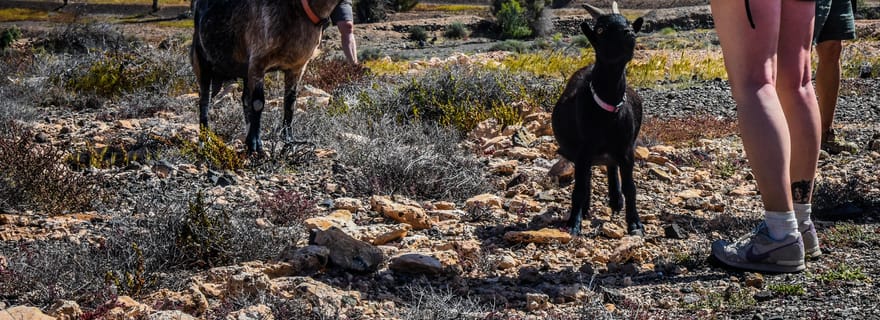 Fuerteventura : Visite guidée du trekking avec les chèvres de l'île