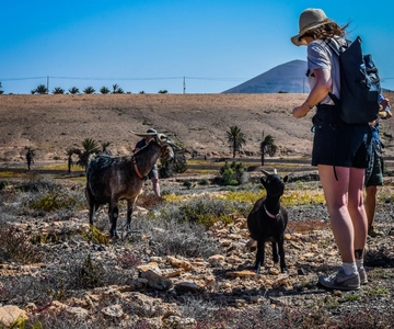 Fuerteventura: Guided Trekking Tour with Island Goats