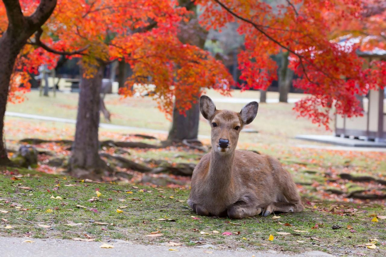 Kyoto / Osaka: Guidad tur i Kyoto och Nara ParkKyoto/Osaka: Guidad tur i Kyoto, Arashiyama och Nara Park